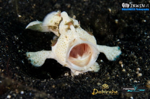 T H E - W H I T E - Y A W N I N G
Juvenile Frogfish ( An... by Irwin Ang 